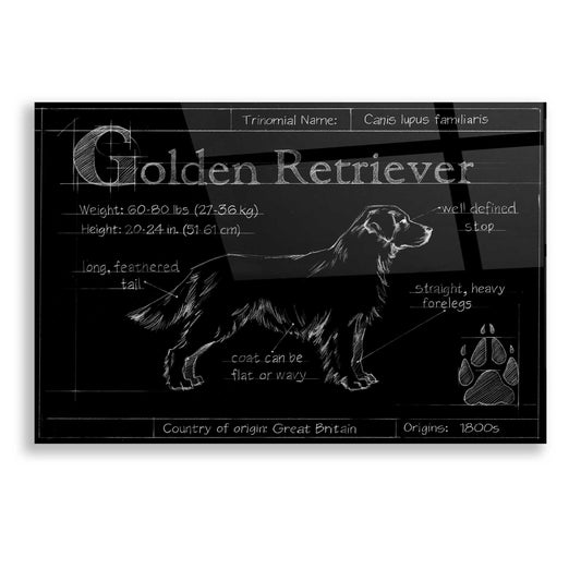 Epic Art 'Blueprint Golden Retriever' by Ethan Harper, Acrylic Glass Wall Art