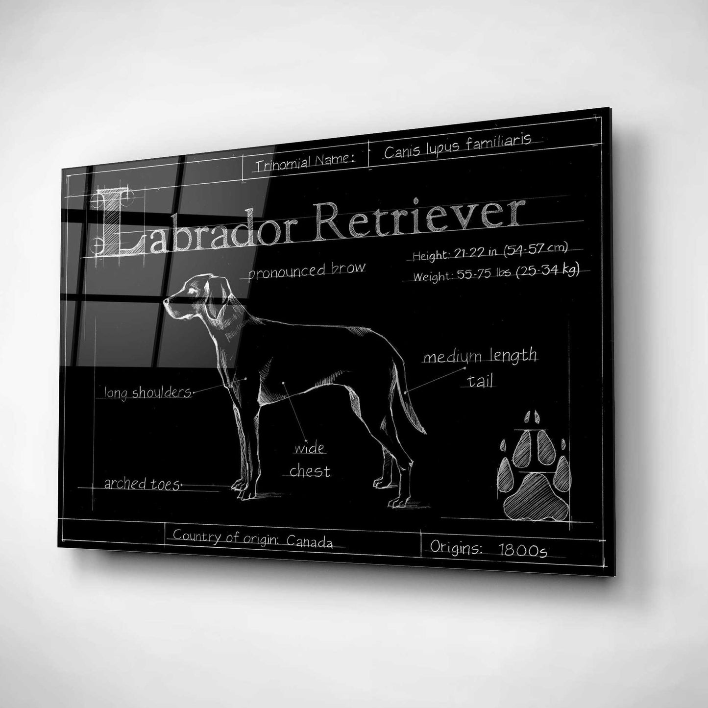 Epic Art 'Blueprint Labrador Retriever' by Ethan Harper, Acrylic Glass Wall Art,16x12