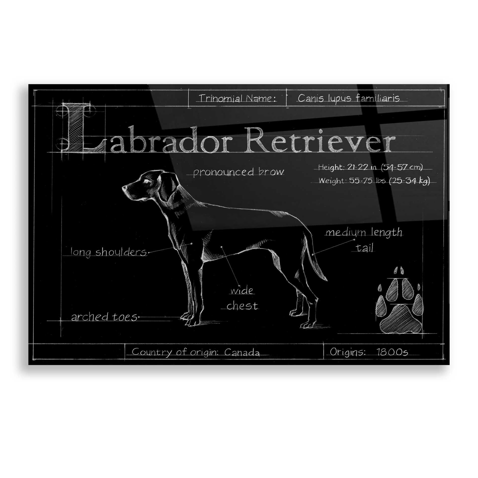 Epic Art 'Blueprint Labrador Retriever' by Ethan Harper, Acrylic Glass Wall Art,16x12