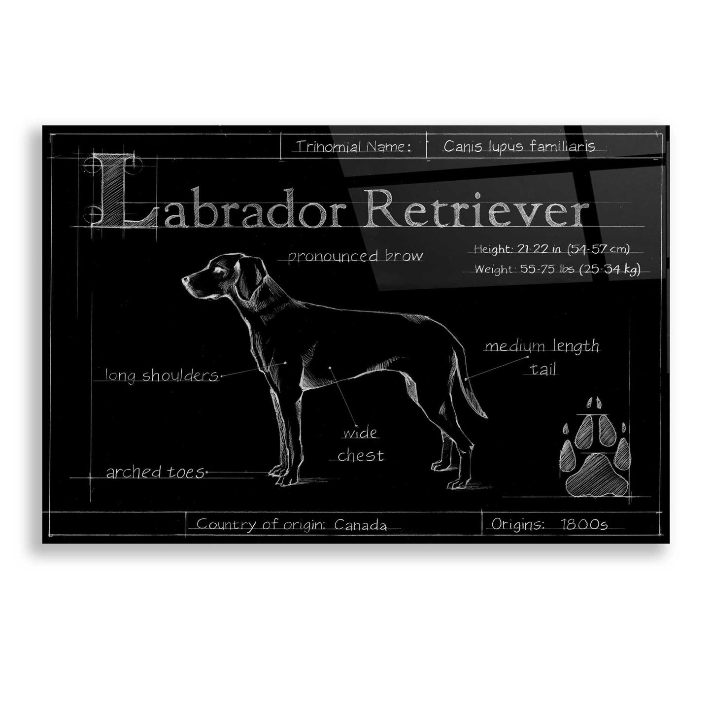 Epic Art 'Blueprint Labrador Retriever' by Ethan Harper, Acrylic Glass Wall Art,24x16