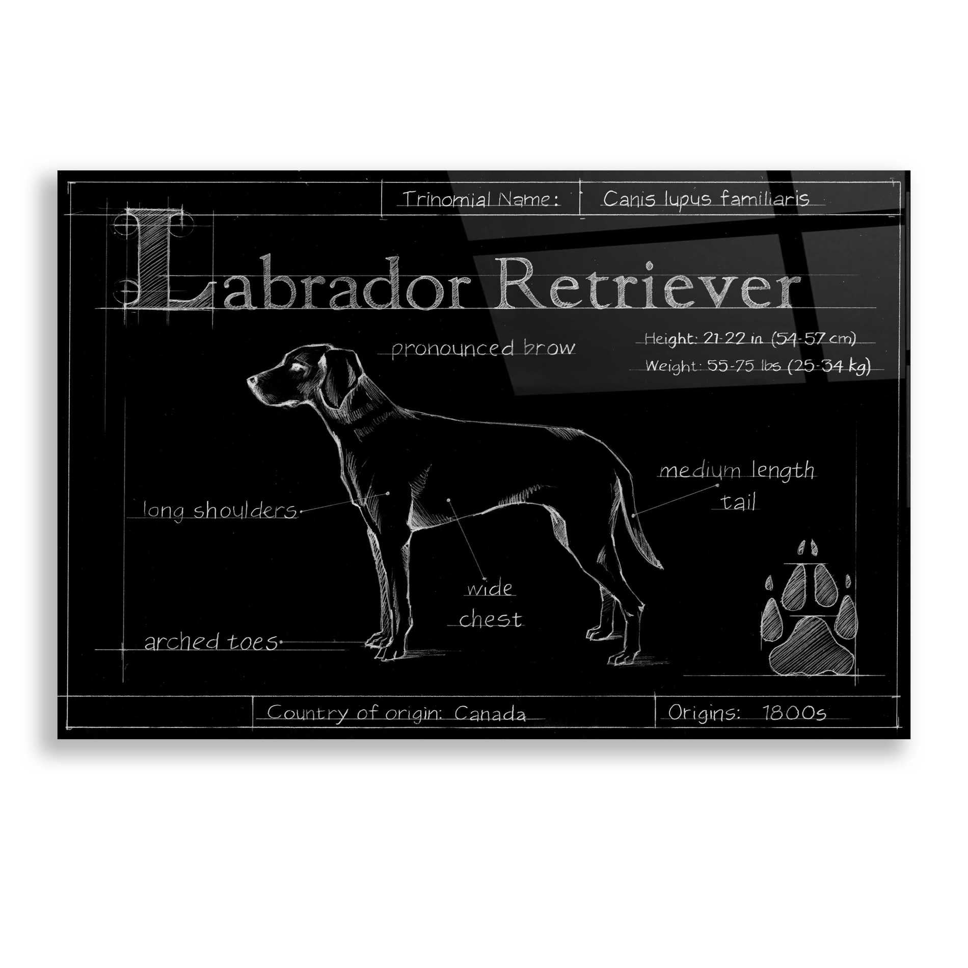 Epic Art 'Blueprint Labrador Retriever' by Ethan Harper, Acrylic Glass Wall Art,24x16