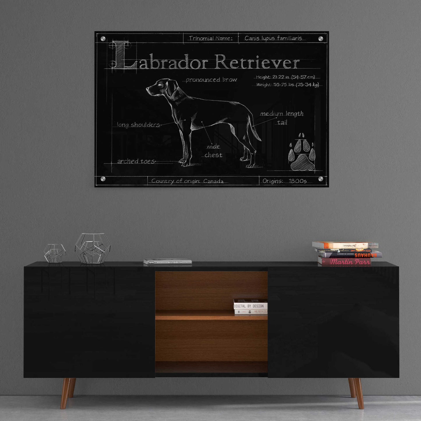Epic Art 'Blueprint Labrador Retriever' by Ethan Harper, Acrylic Glass Wall Art,36x24