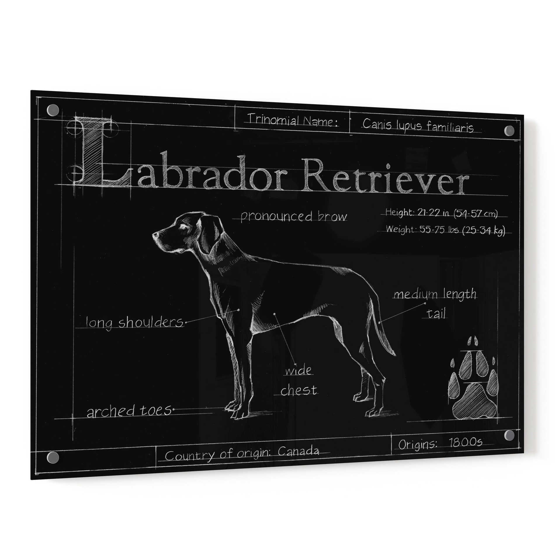 Epic Art 'Blueprint Labrador Retriever' by Ethan Harper, Acrylic Glass Wall Art,36x24