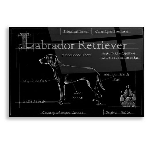 Epic Art 'Blueprint Labrador Retriever' by Ethan Harper, Acrylic Glass Wall Art