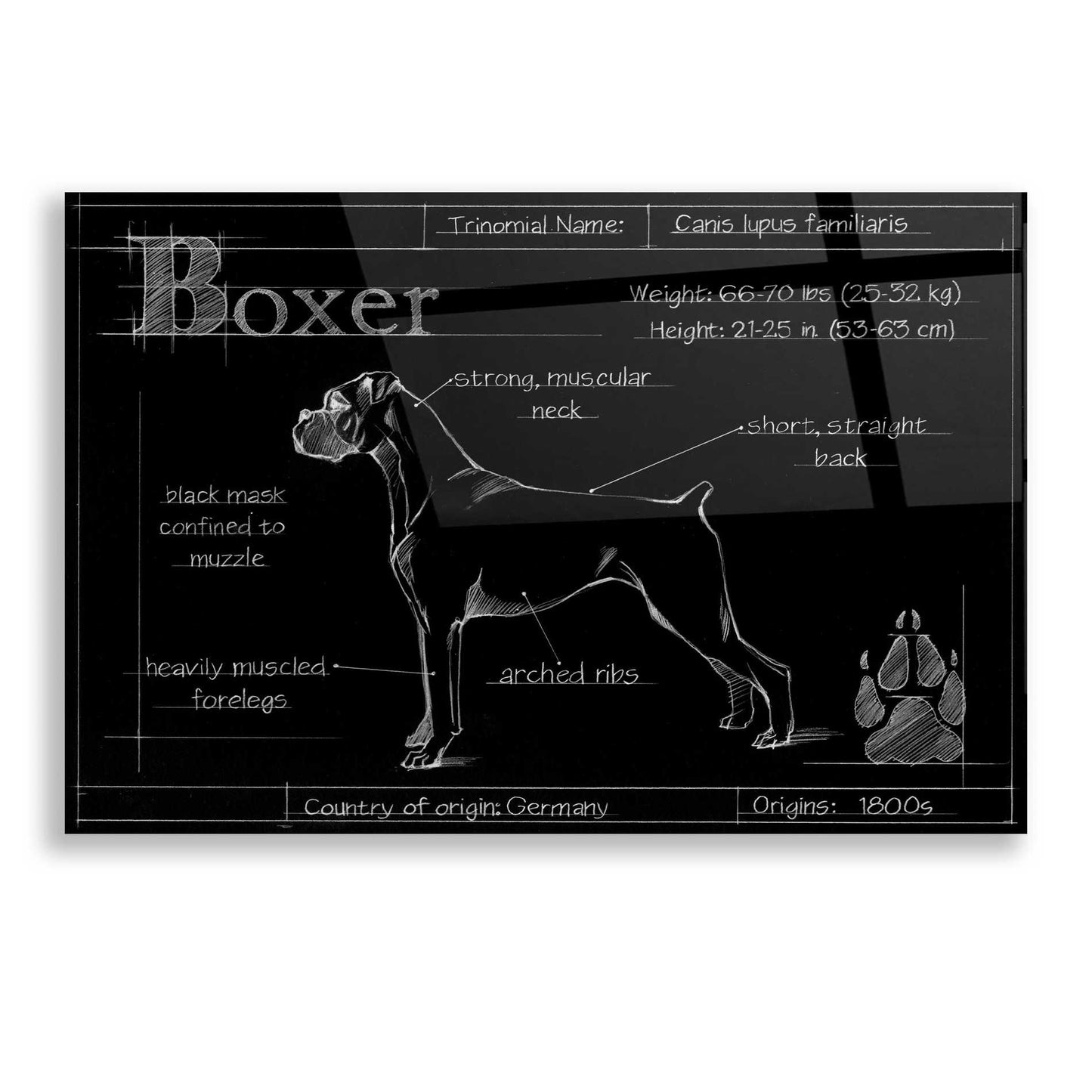 Epic Art 'Blueprint Boxer' by Ethan Harper, Acrylic Glass Wall Art,16x12