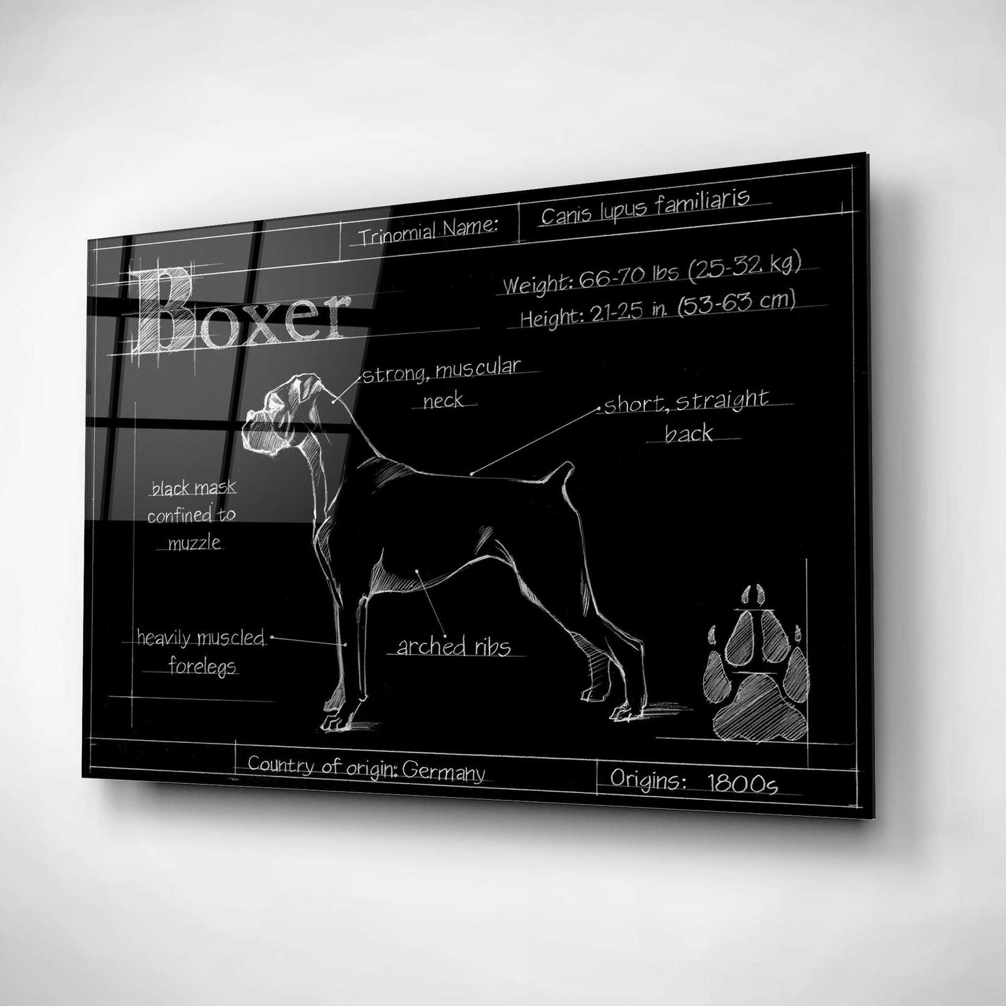 Epic Art 'Blueprint Boxer' by Ethan Harper, Acrylic Glass Wall Art,24x16