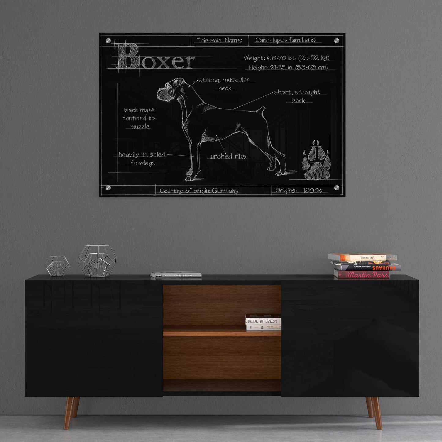 Epic Art 'Blueprint Boxer' by Ethan Harper, Acrylic Glass Wall Art,36x24