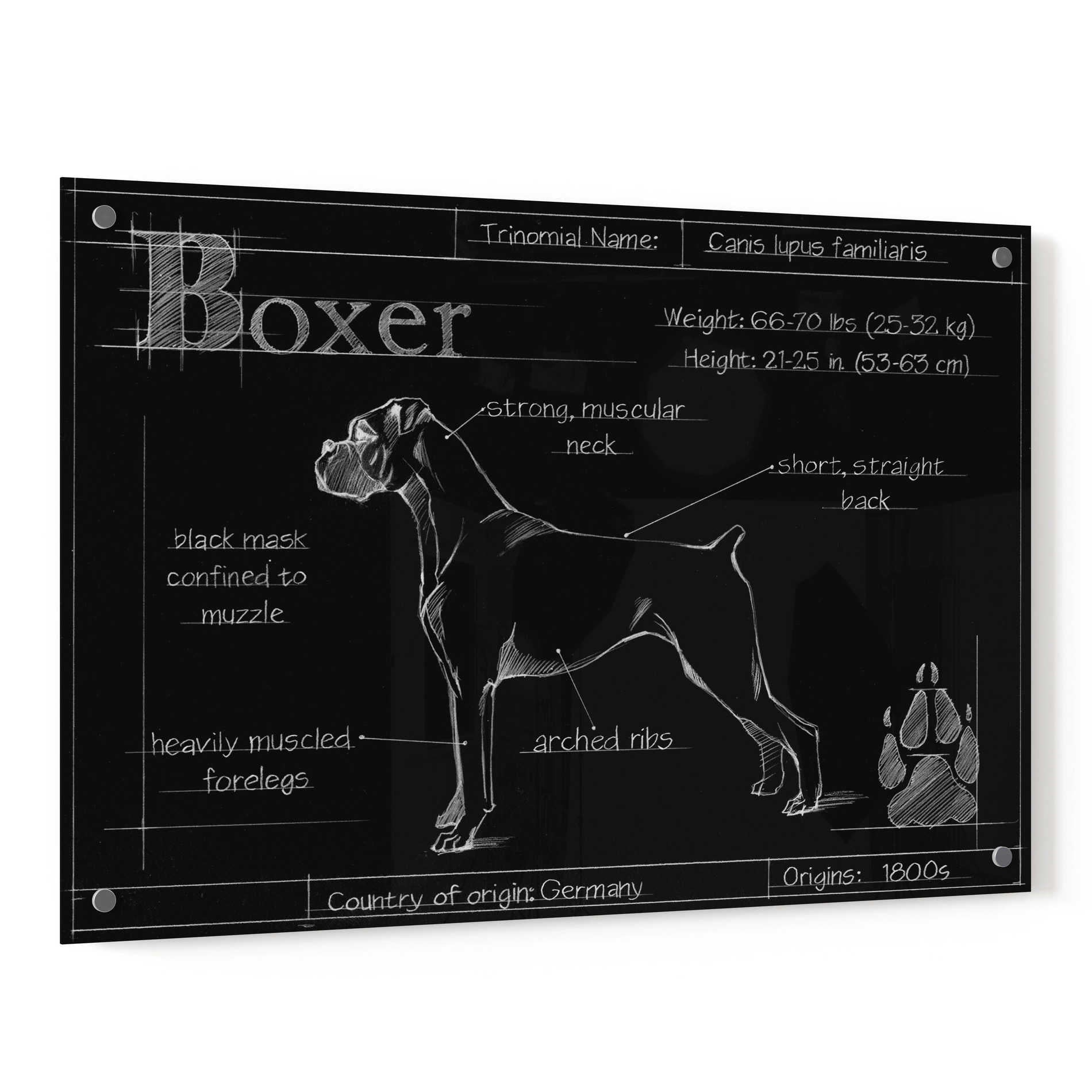 Epic Art 'Blueprint Boxer' by Ethan Harper, Acrylic Glass Wall Art,36x24