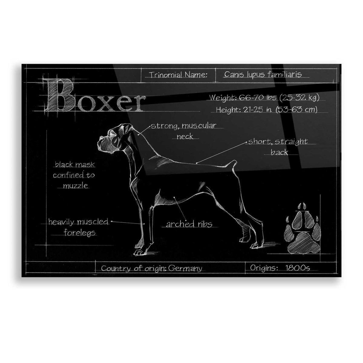 Epic Art 'Blueprint Boxer' by Ethan Harper, Acrylic Glass Wall Art