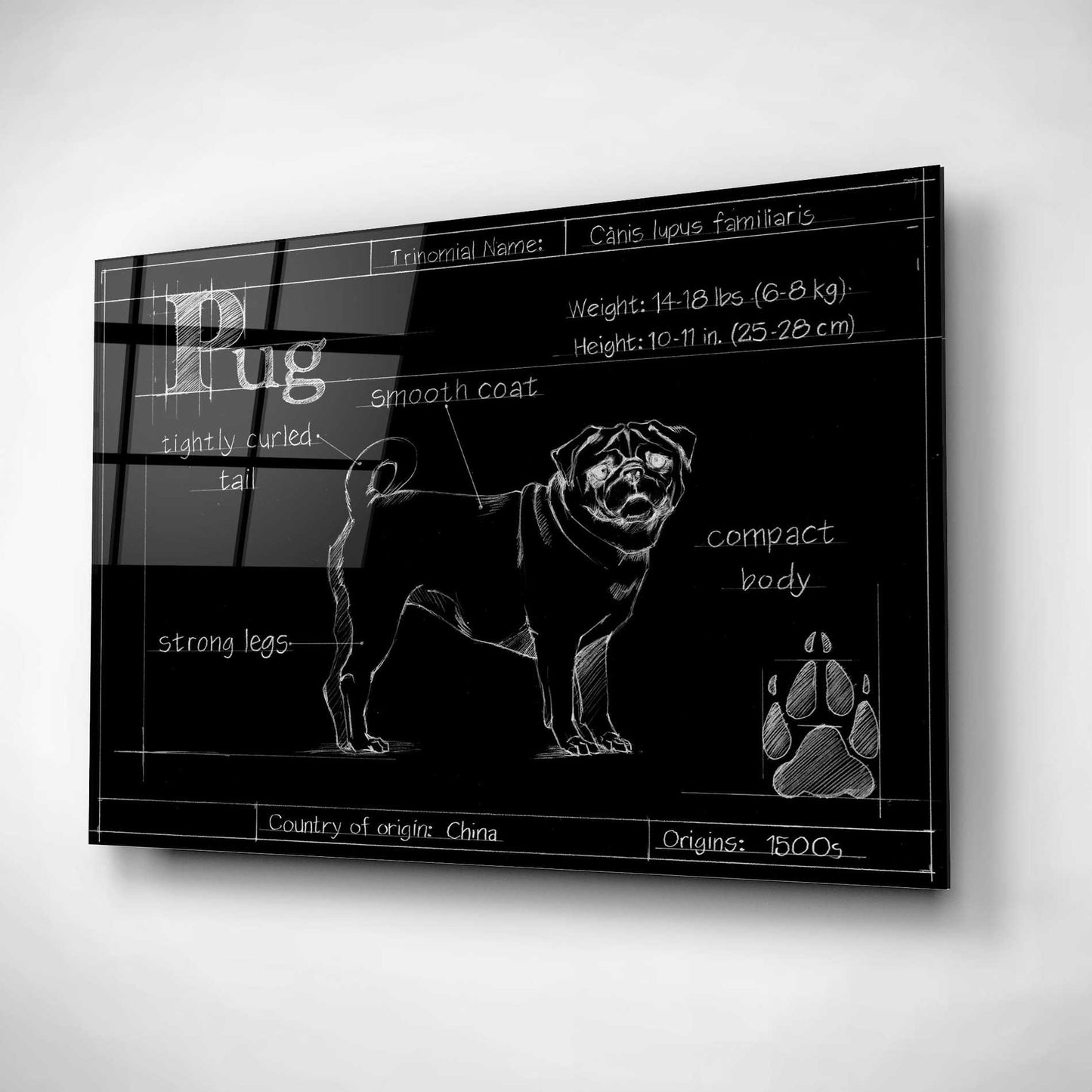 Epic Art 'Blueprint Pug' by Ethan Harper, Acrylic Glass Wall Art,16x12