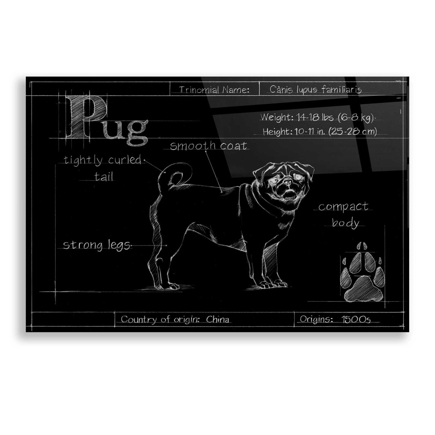 Epic Art 'Blueprint Pug' by Ethan Harper, Acrylic Glass Wall Art,24x16