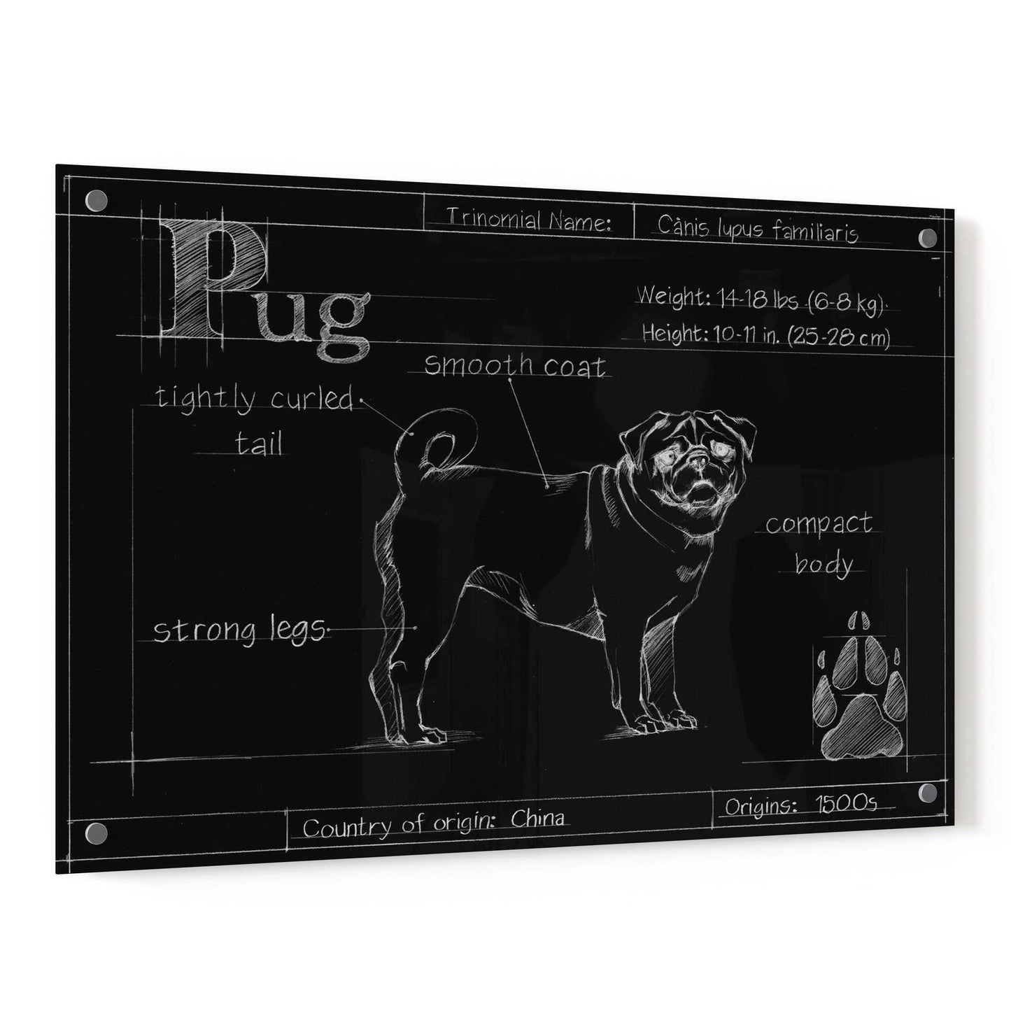 Epic Art 'Blueprint Pug' by Ethan Harper, Acrylic Glass Wall Art,36x24