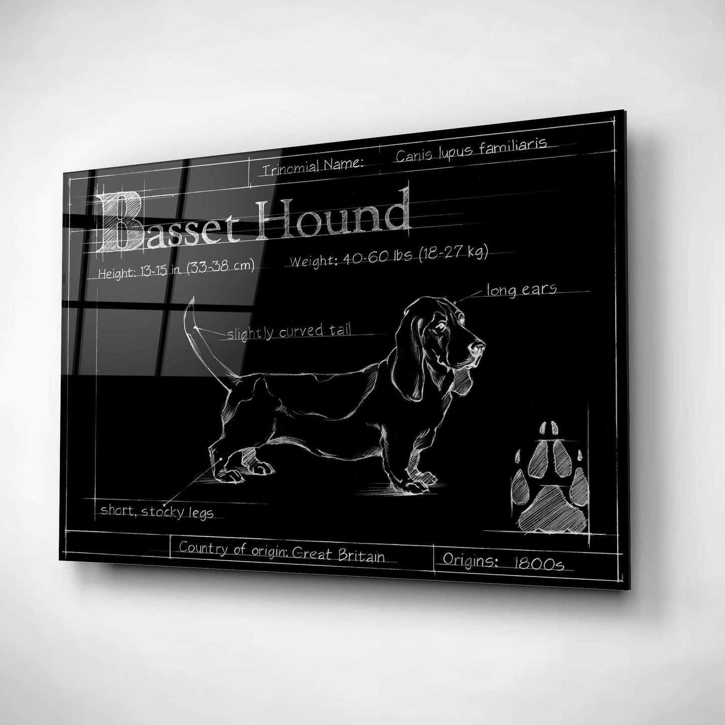 Epic Art 'Blueprint Bassett Hound' by Ethan Harper, Acrylic Glass Wall Art,16x12