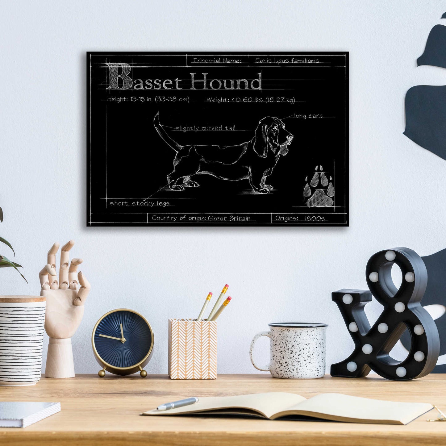 Epic Art 'Blueprint Bassett Hound' by Ethan Harper, Acrylic Glass Wall Art,16x12