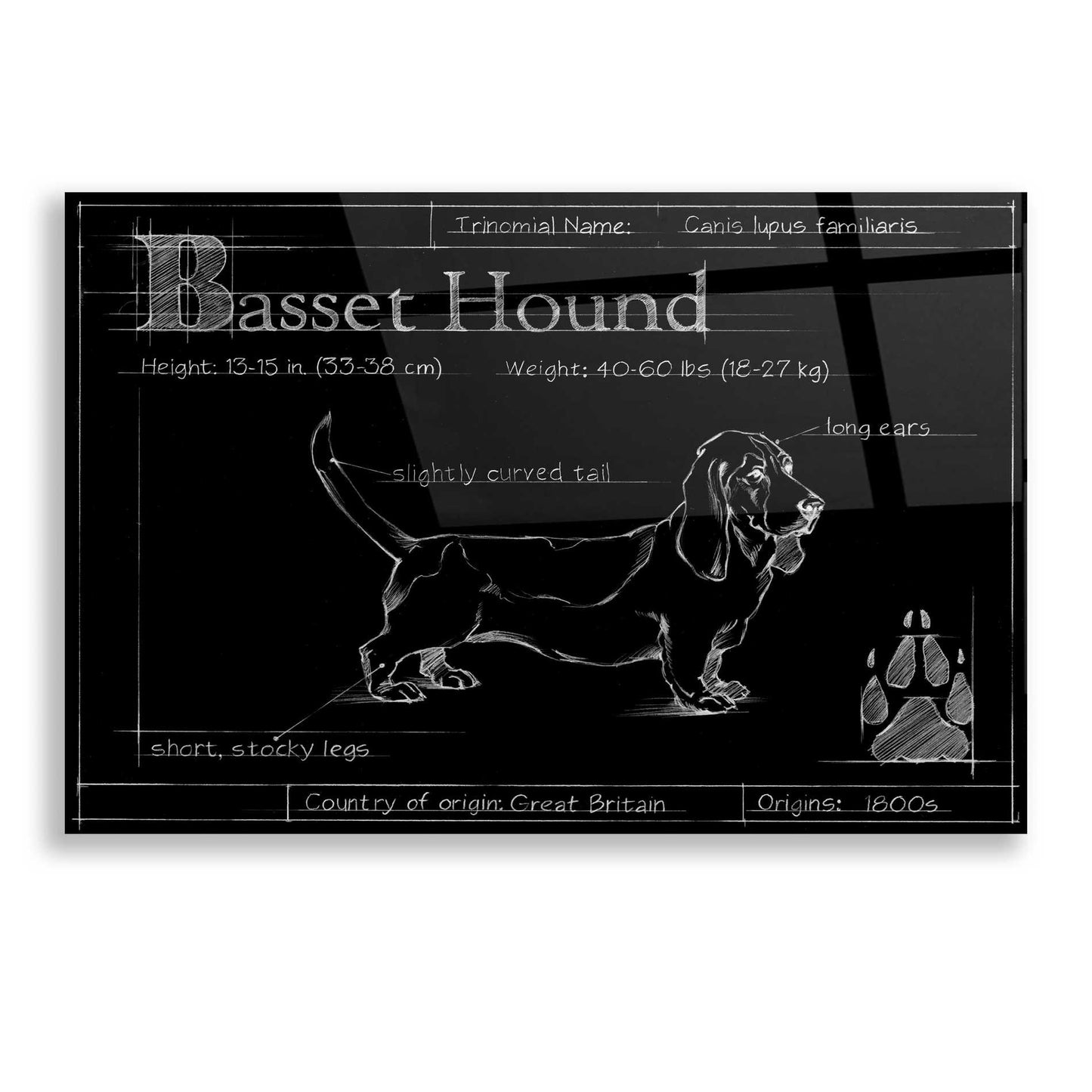 Epic Art 'Blueprint Bassett Hound' by Ethan Harper, Acrylic Glass Wall Art,16x12