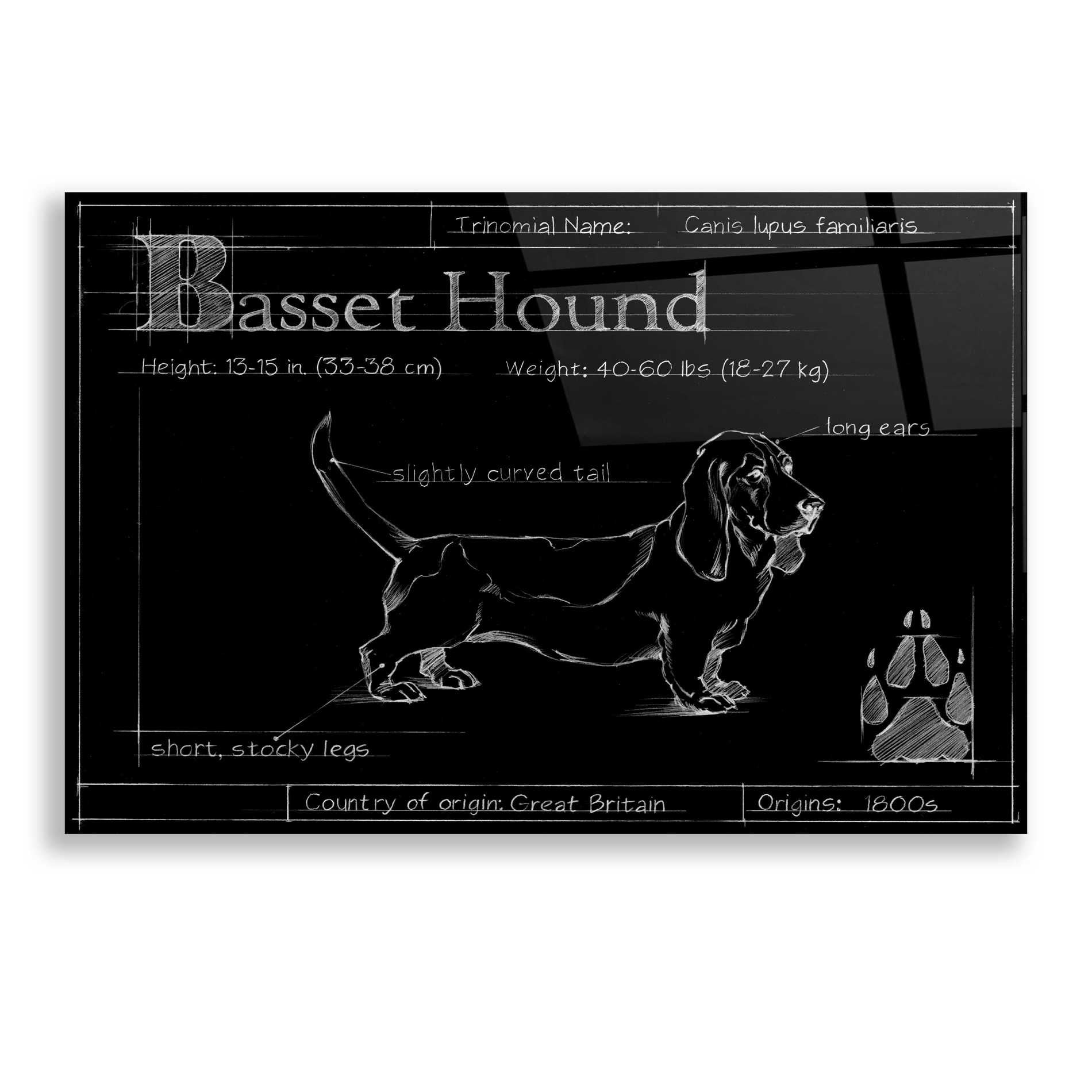 Epic Art 'Blueprint Bassett Hound' by Ethan Harper, Acrylic Glass Wall Art,24x16