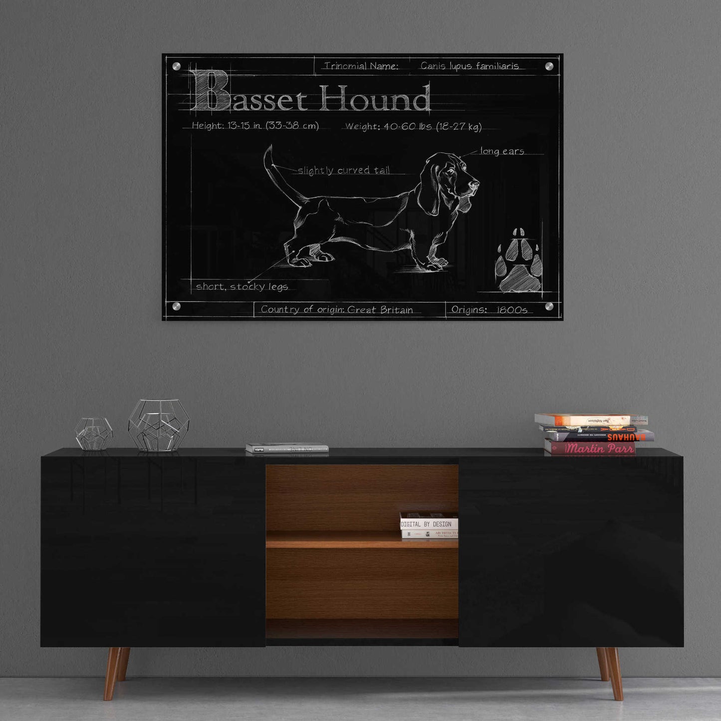 Epic Art 'Blueprint Bassett Hound' by Ethan Harper, Acrylic Glass Wall Art,36x24