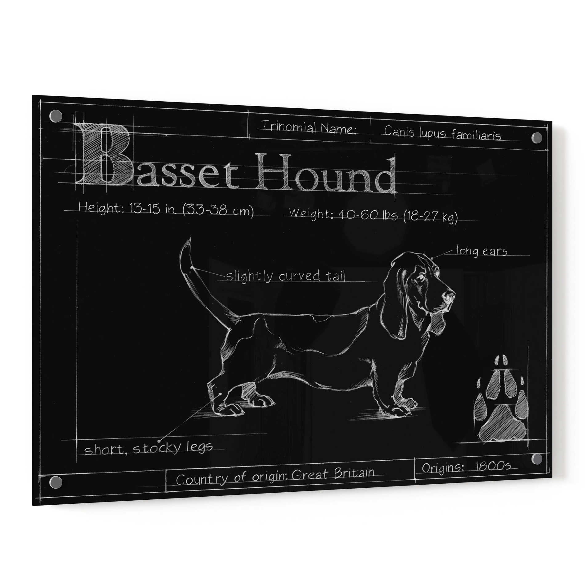 Epic Art 'Blueprint Bassett Hound' by Ethan Harper, Acrylic Glass Wall Art,36x24
