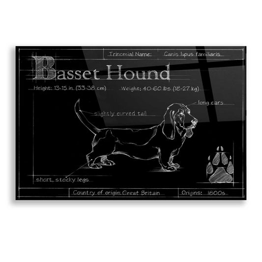 Epic Art 'Blueprint Bassett Hound' by Ethan Harper, Acrylic Glass Wall Art