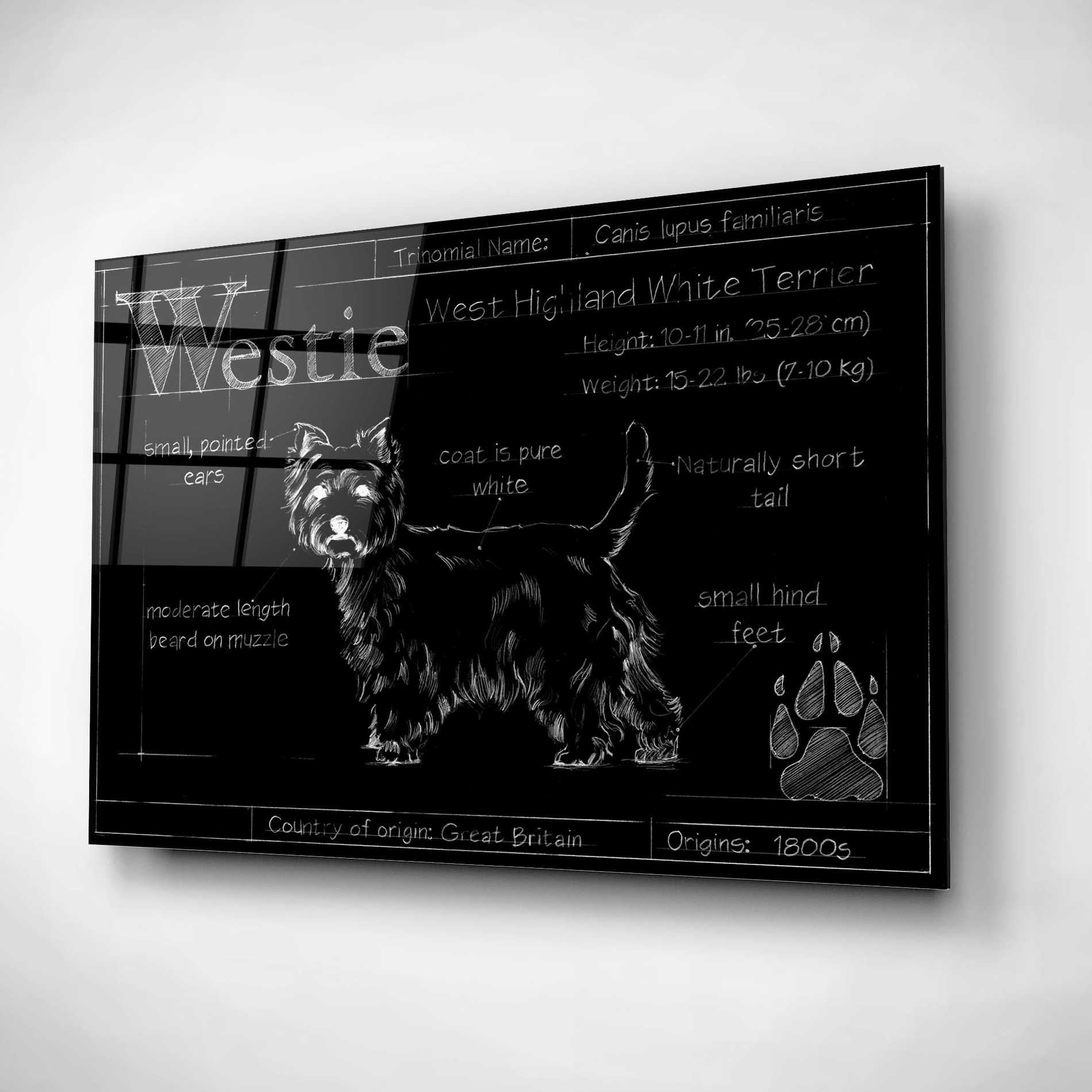 Epic Art 'Blueprint Westie II' by Ethan Harper, Acrylic Glass Wall Art,16x12