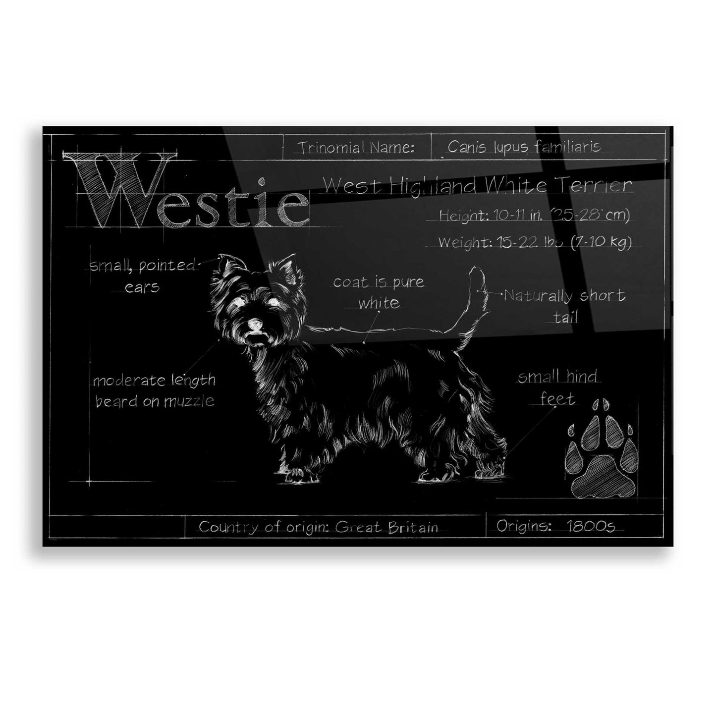 Epic Art 'Blueprint Westie II' by Ethan Harper, Acrylic Glass Wall Art,16x12