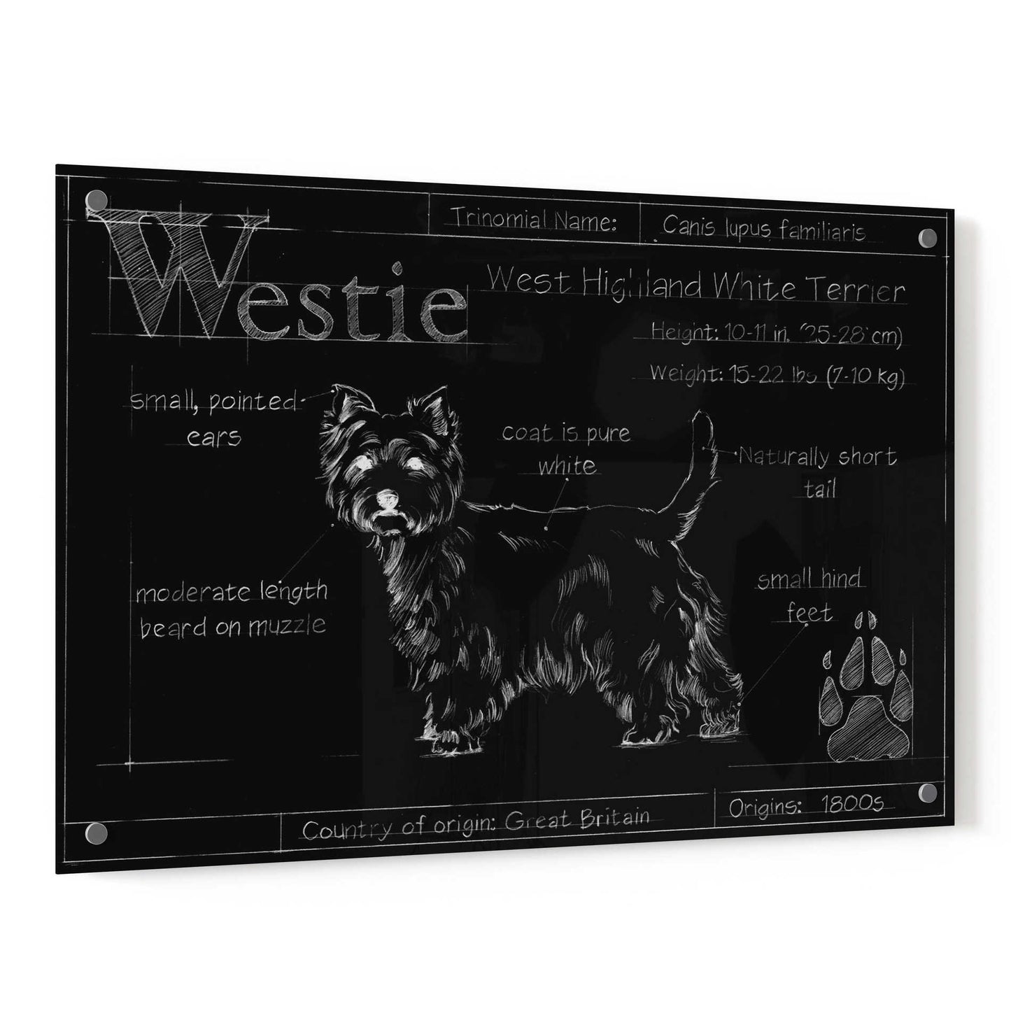 Epic Art 'Blueprint Westie II' by Ethan Harper, Acrylic Glass Wall Art,36x24