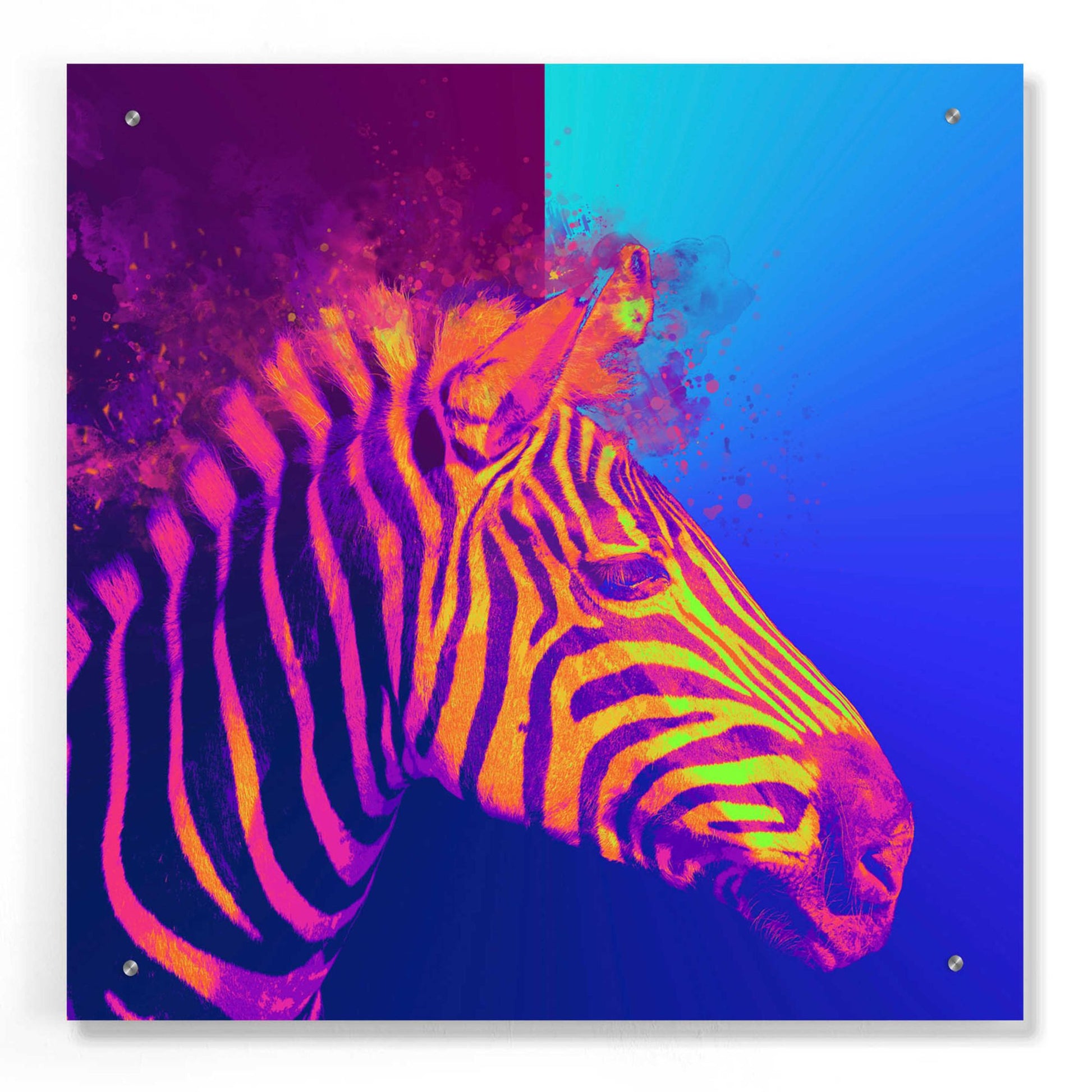 Epic Art 'Zebra Crush,' Acrylic Glass Wall Art,24x24