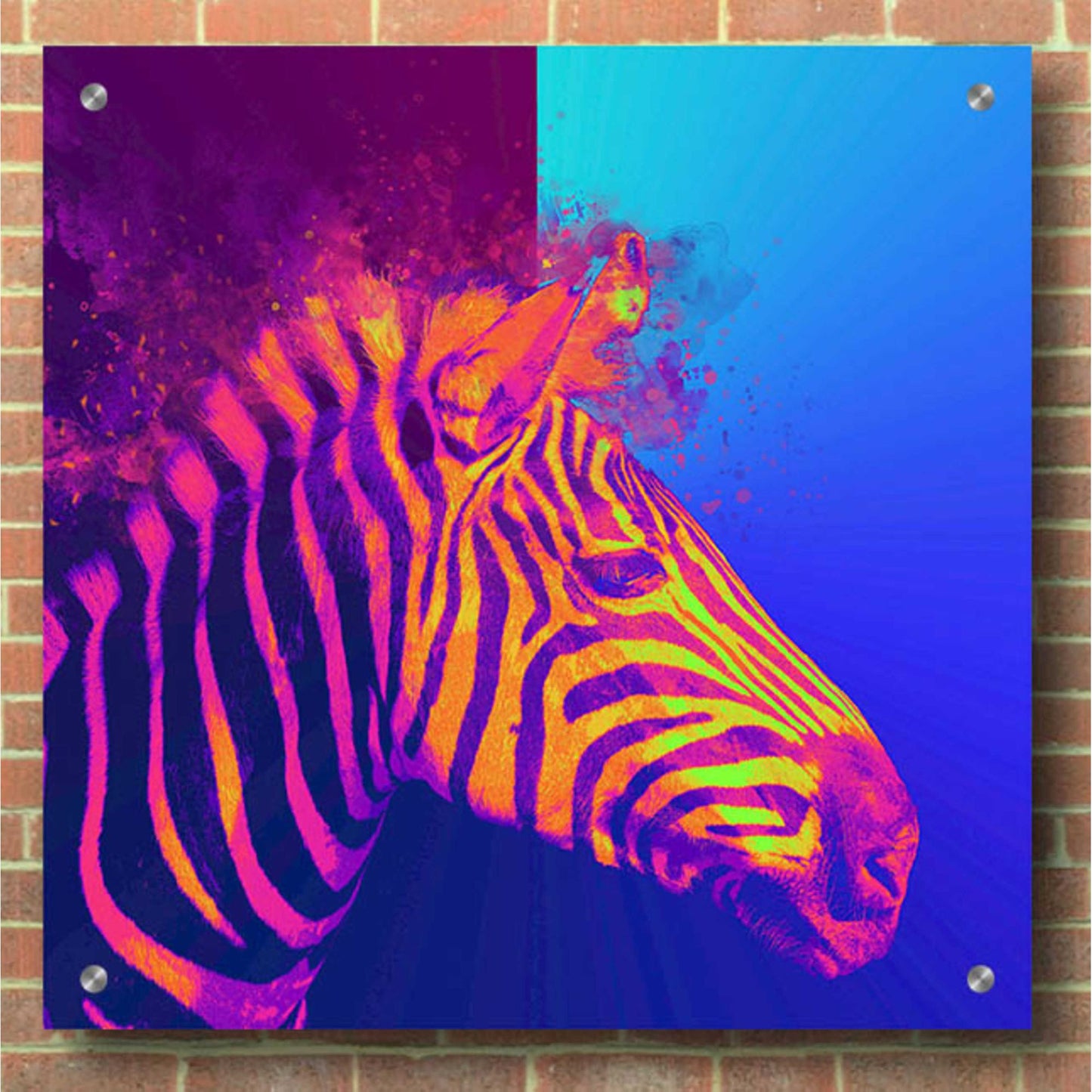 Epic Art 'Zebra Crush,' Acrylic Glass Wall Art,36x36