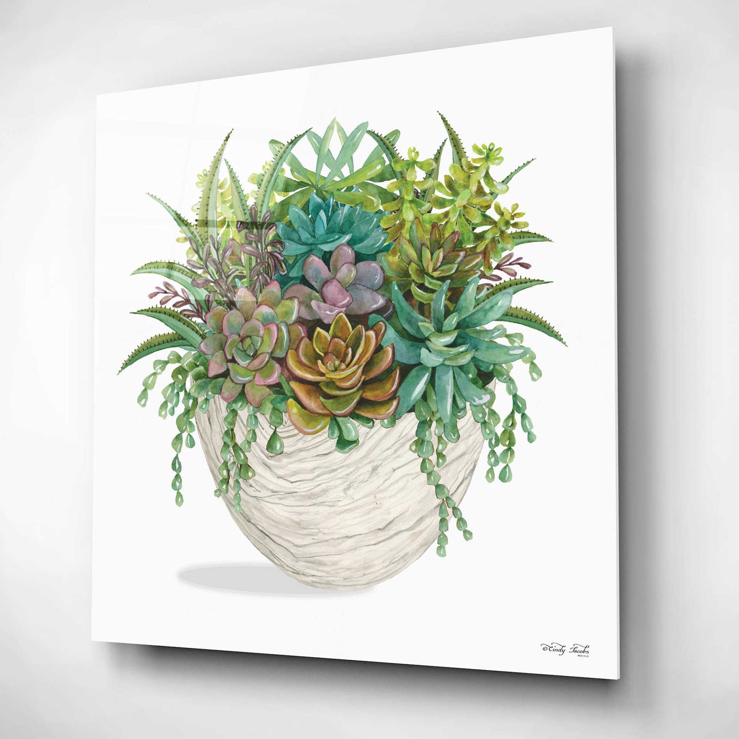 Epic Art 'White Wood Succulent II' by Cindy Jacobs, Acrylic Glass Wall Art,12x12