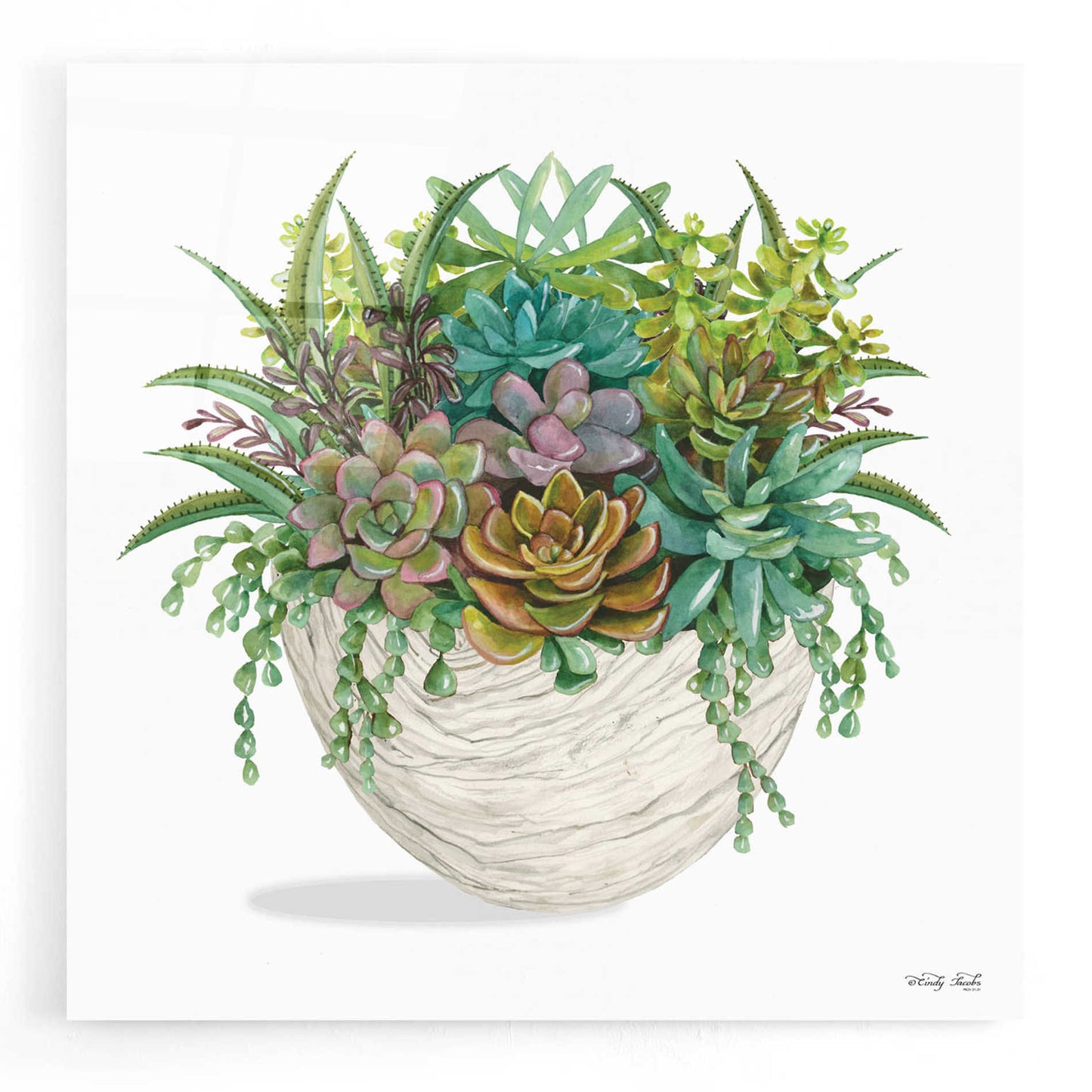 Epic Art 'White Wood Succulent II' by Cindy Jacobs, Acrylic Glass Wall Art,12x12