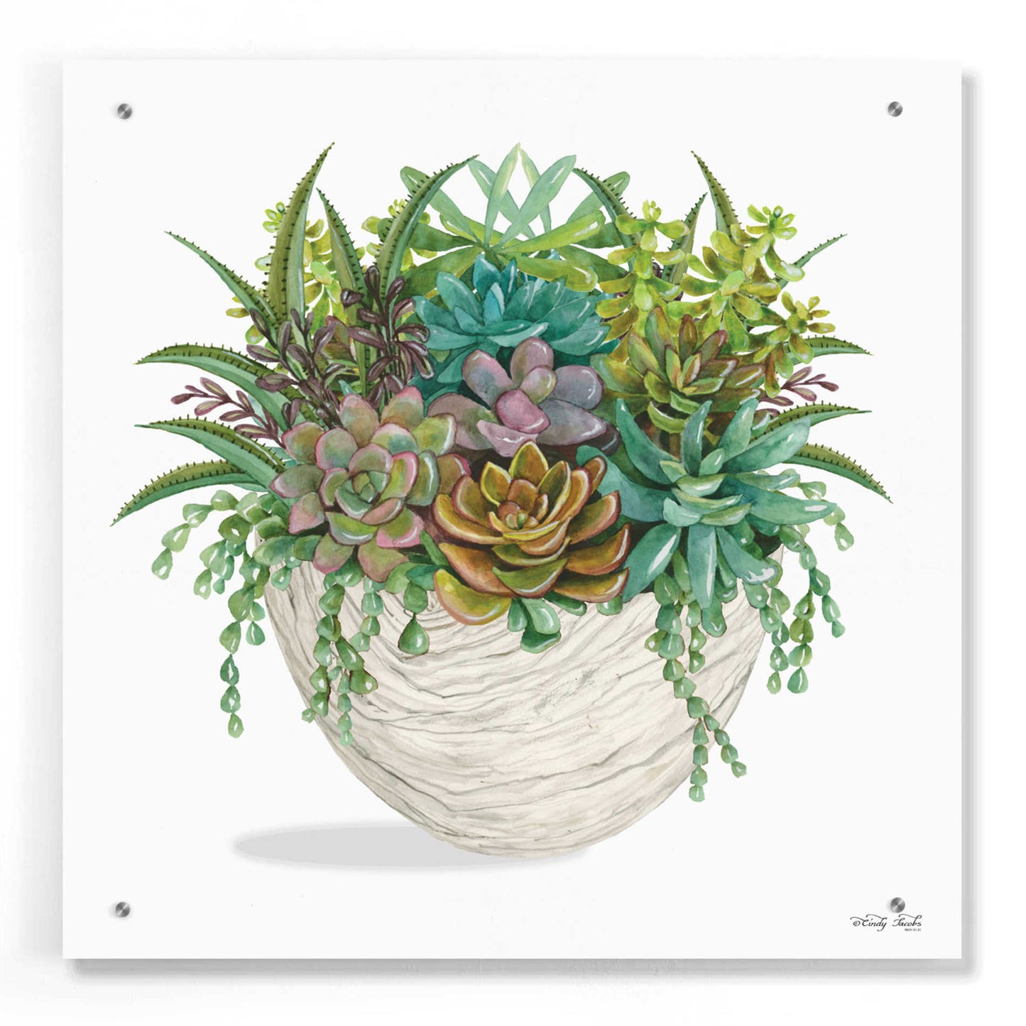 Epic Art 'White Wood Succulent II' by Cindy Jacobs, Acrylic Glass Wall Art,24x24