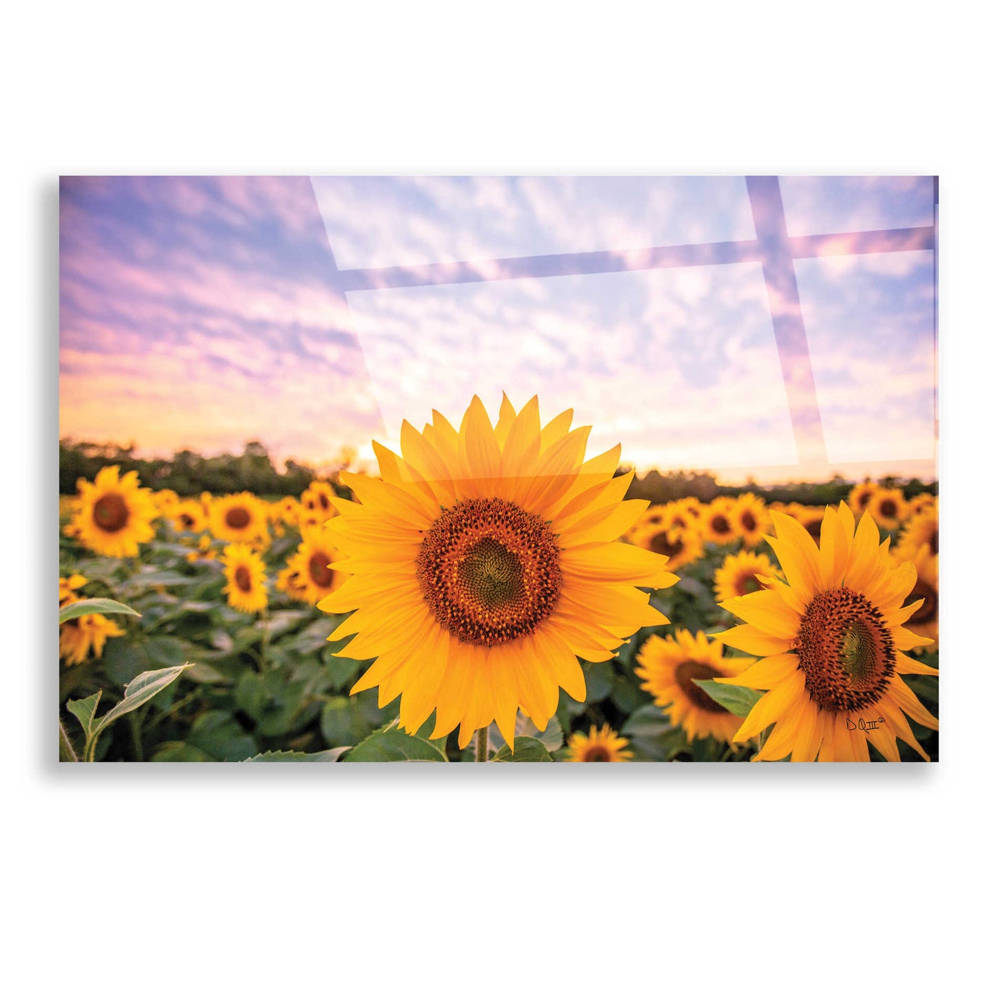 Epic Art 'Sunflower Sunset' by Donnie Quillen, Acrylic Glass Wall Art,16x12