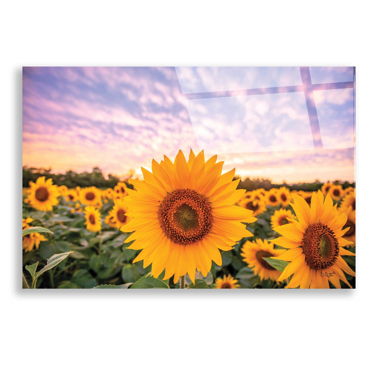 Epic Art 'Sunflower Sunset' by Donnie Quillen, Acrylic Glass Wall Art,24x16