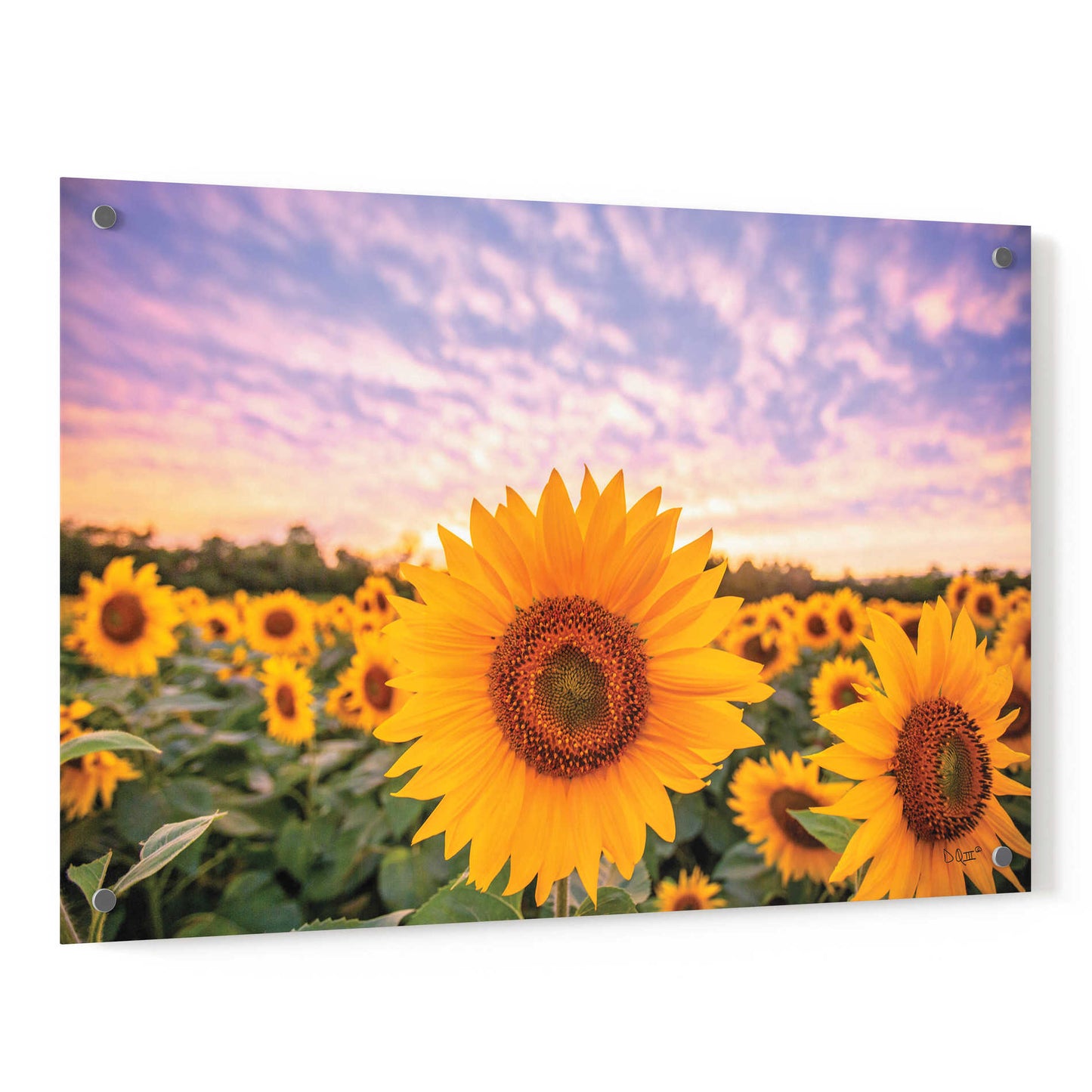 Epic Art 'Sunflower Sunset' by Donnie Quillen, Acrylic Glass Wall Art,36x24