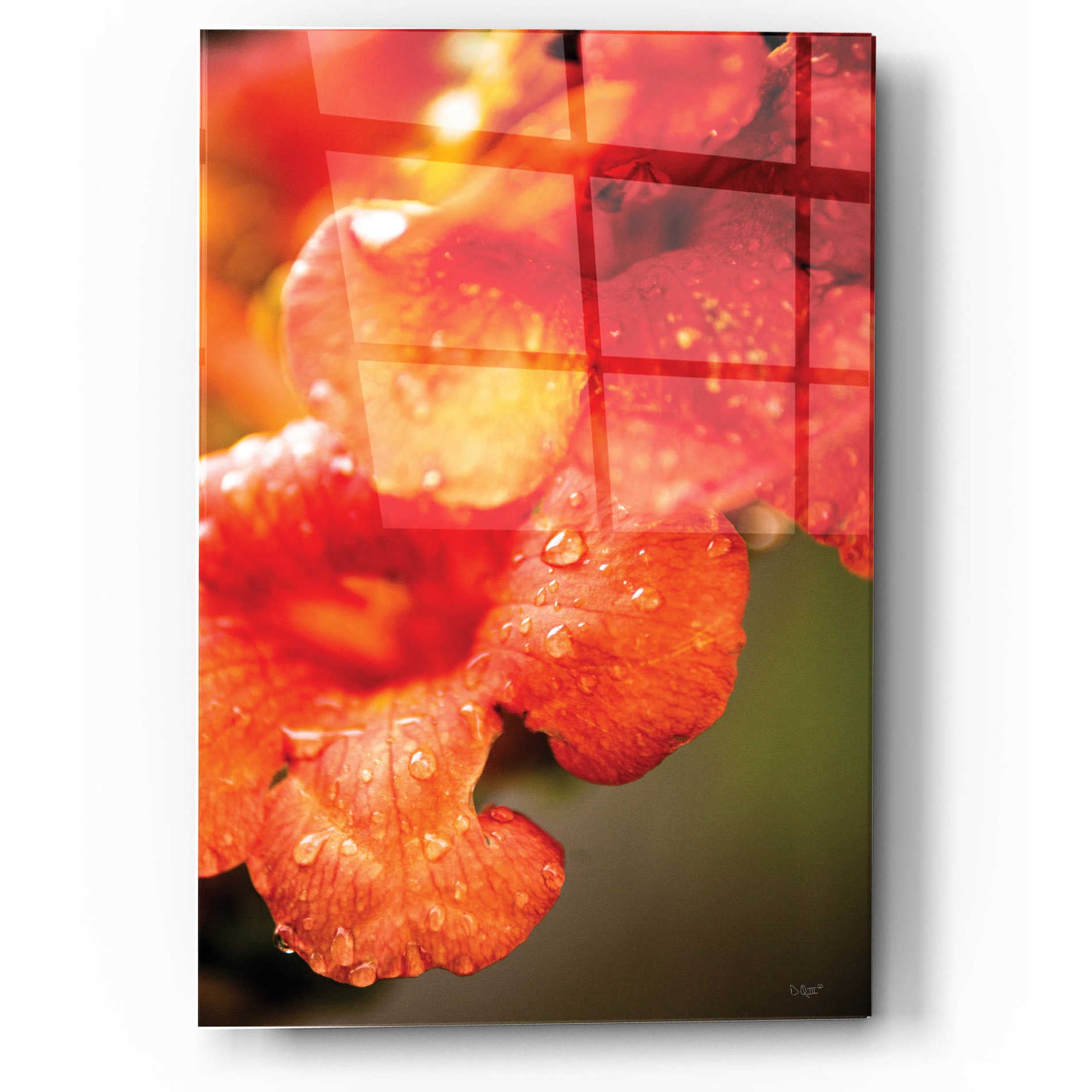 Epic Art 'Orange Glory' by Donnie Quillen, Acrylic Glass Wall Art