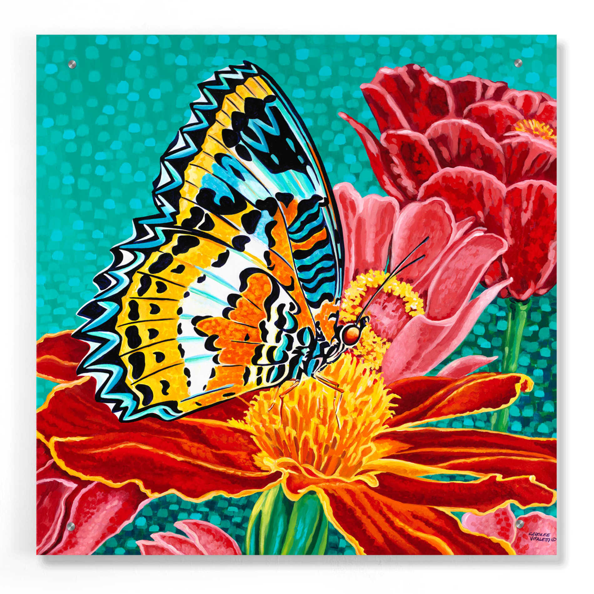 Epic Art 'Poised Butterfly I' by Carolee Vitaletti, Acrylic Glass Wall Art,24x24