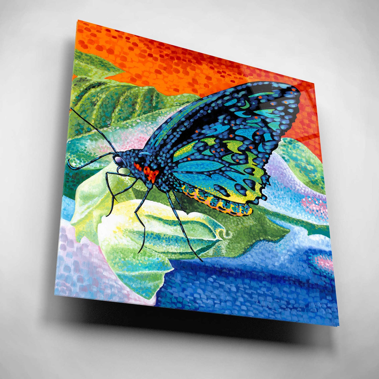 Epic Art 'Poised Butterfly II' by Carolee Vitaletti, Acrylic Glass Wall Art,12x12
