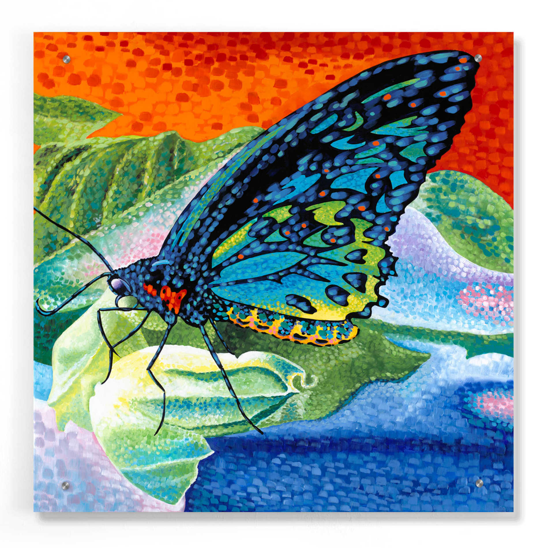 Epic Art 'Poised Butterfly II' by Carolee Vitaletti, Acrylic Glass Wall Art,24x24