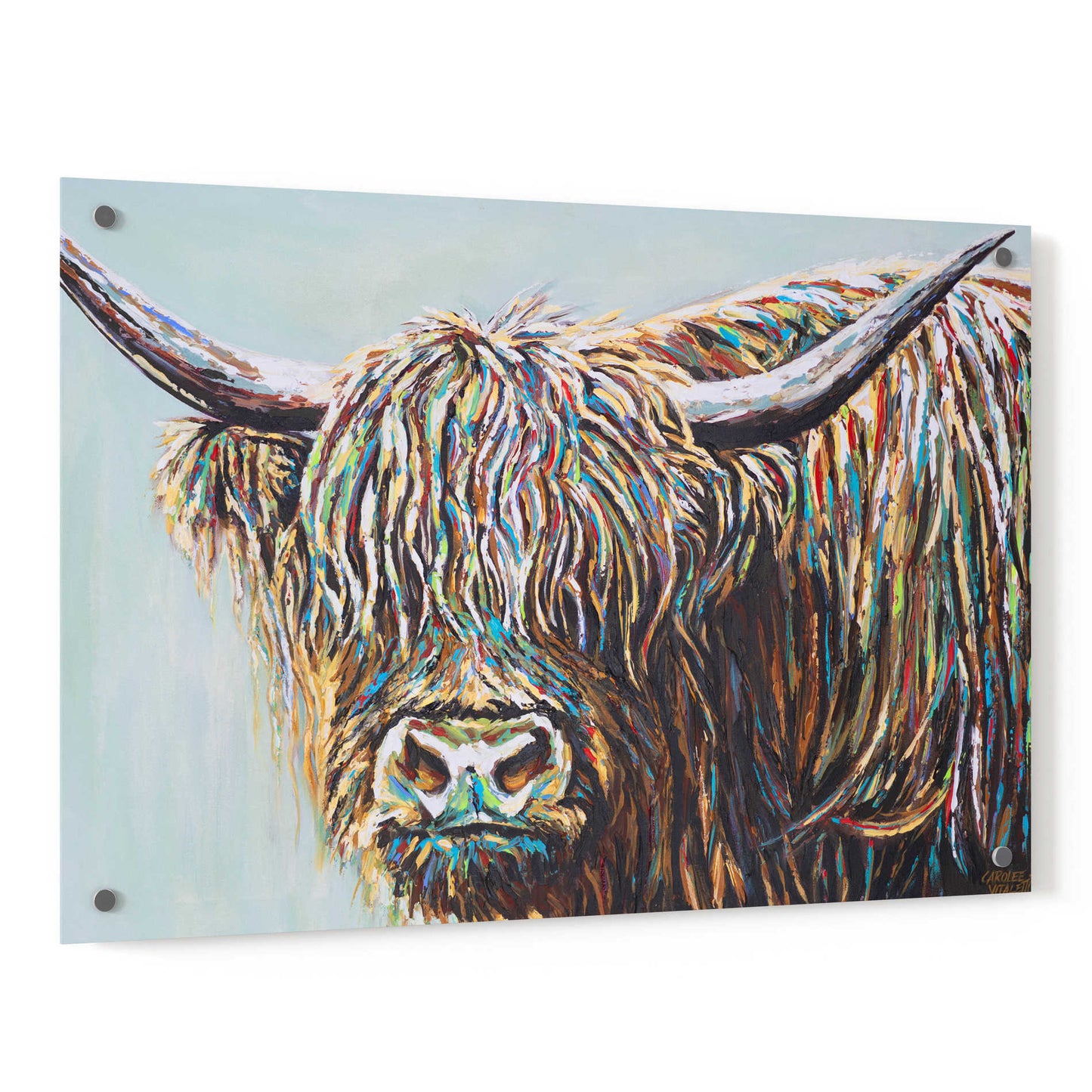 Epic Art 'Woolly Highland I' by Carolee Vitaletti, Acrylic Glass Wall Art,36x24