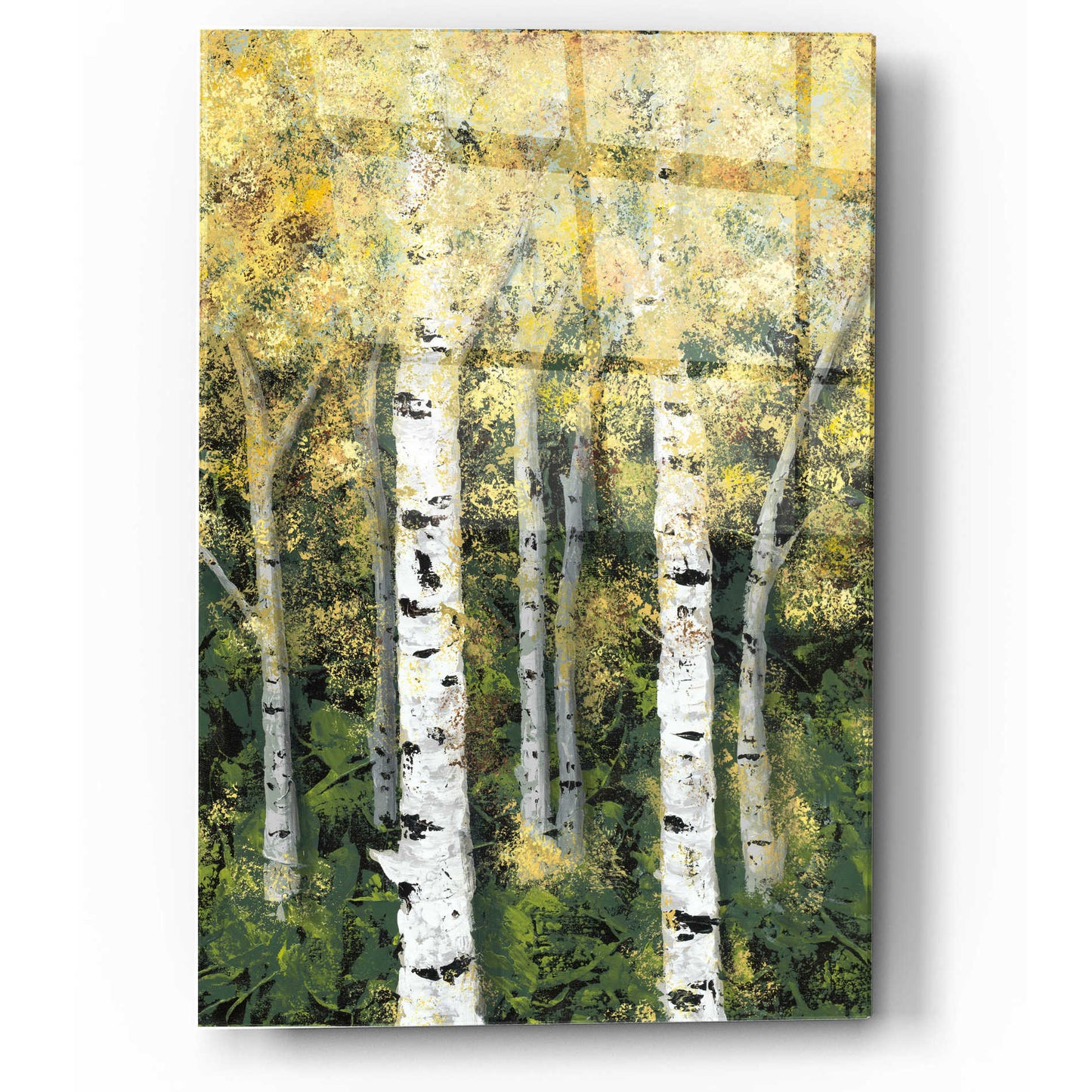 Epic Art 'Birch Treeline II' by Jade Reynolds, Acrylic Glass Wall Art,12x16