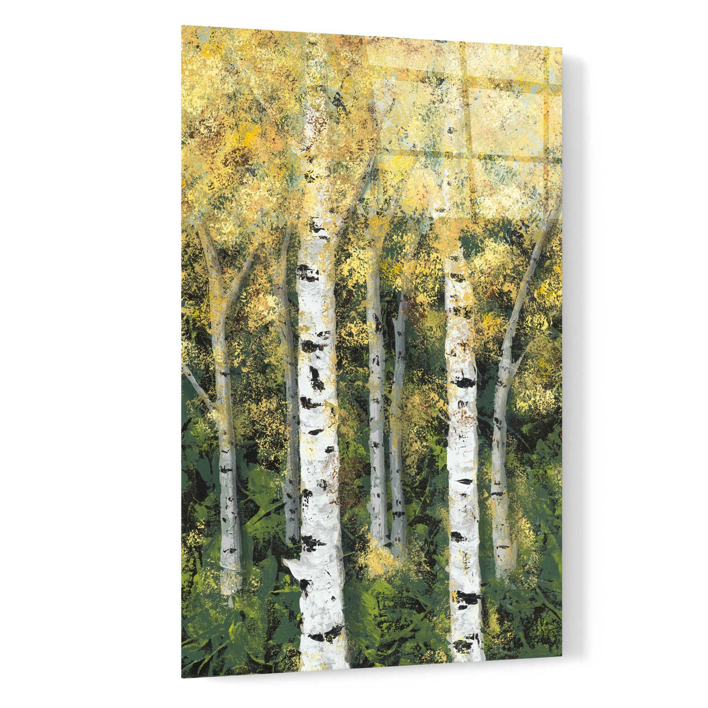 Epic Art 'Birch Treeline II' by Jade Reynolds, Acrylic Glass Wall Art,16x24