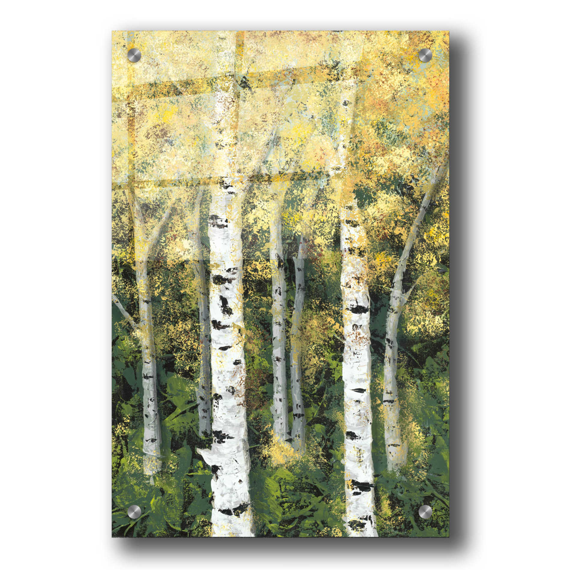 Epic Art 'Birch Treeline II' by Jade Reynolds, Acrylic Glass Wall Art,24x36
