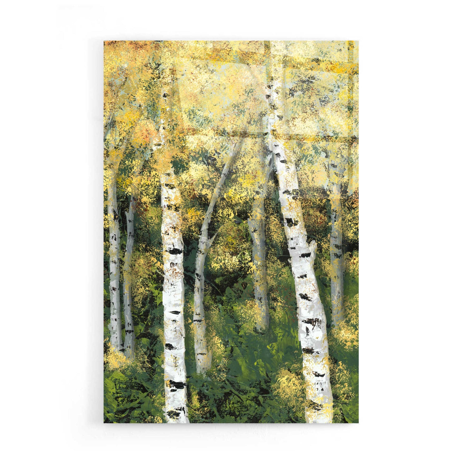 Epic Art 'Birch Treeline III' by Jade Reynolds, Acrylic Glass Wall Art,16x24