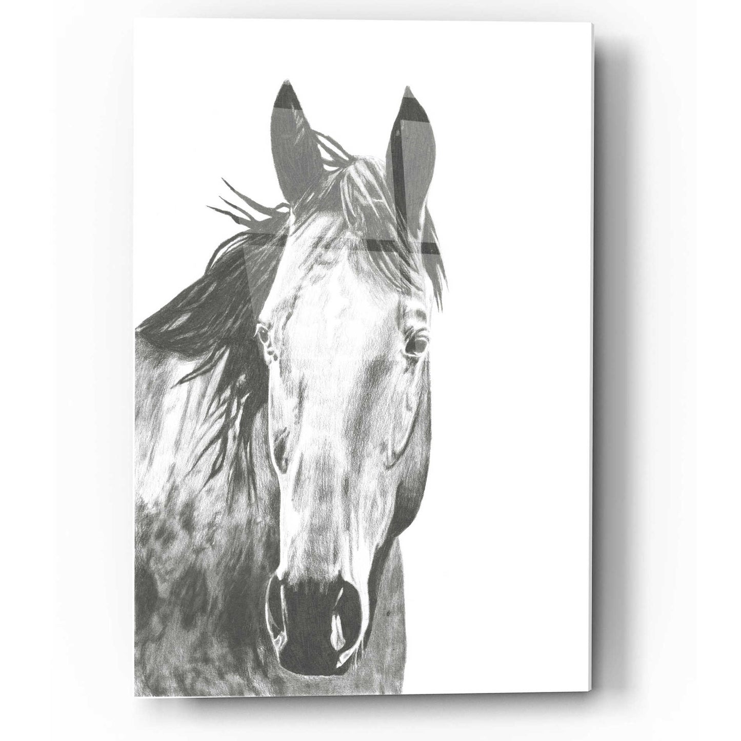 Epic Art 'Wildlife Snapshot Horse I' by Naomi McCavitt, Acrylic Glass Wall Art,12x16