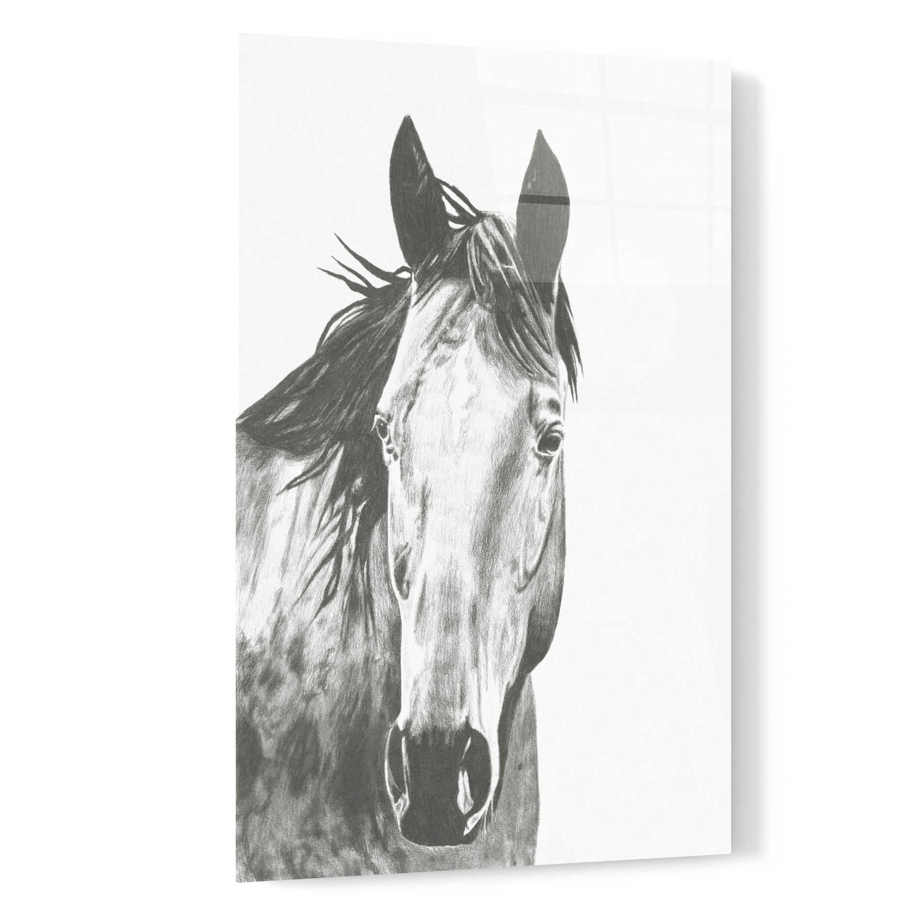 Epic Art 'Wildlife Snapshot Horse I' by Naomi McCavitt, Acrylic Glass Wall Art,16x24