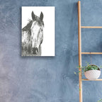 Epic Art 'Wildlife Snapshot Horse I' by Naomi McCavitt, Acrylic Glass Wall Art,16x24