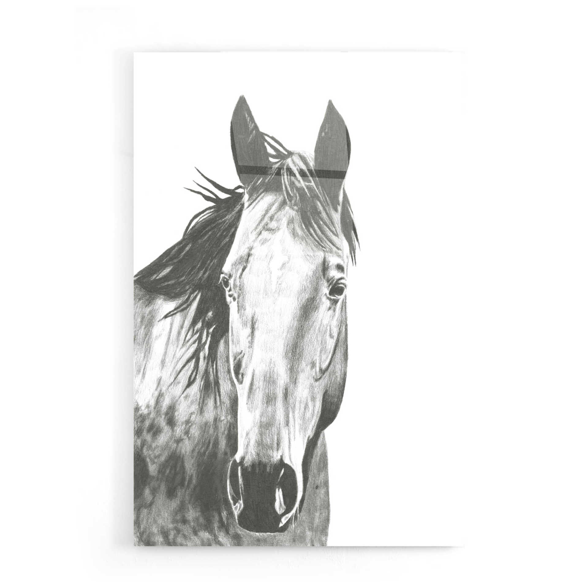 Epic Art 'Wildlife Snapshot Horse I' by Naomi McCavitt, Acrylic Glass Wall Art,16x24