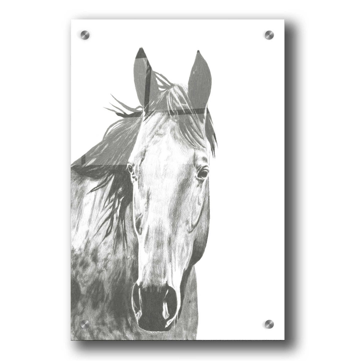 Epic Art 'Wildlife Snapshot Horse I' by Naomi McCavitt, Acrylic Glass Wall Art,24x36
