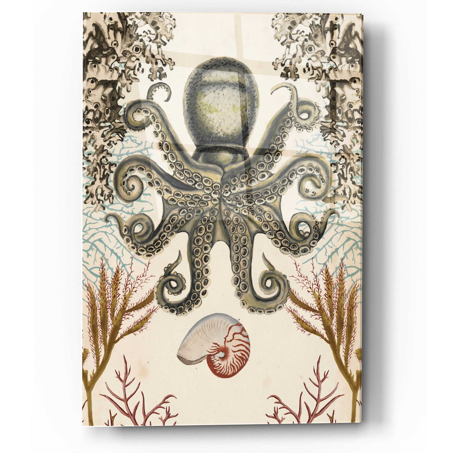 Epic Art 'Antiquarian Menagerie-Octopus' by Naomi McCavitt, Acrylic Glass Wall Art,12x16