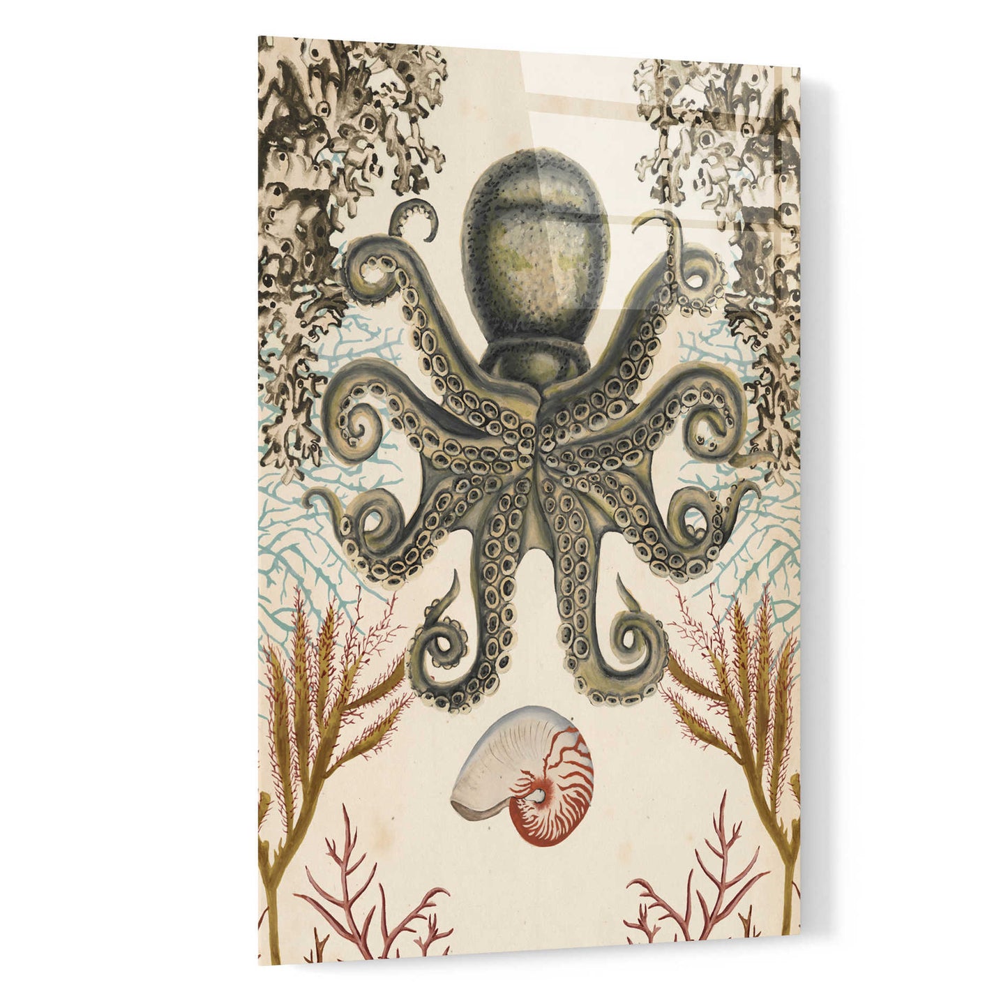 Epic Art 'Antiquarian Menagerie-Octopus' by Naomi McCavitt, Acrylic Glass Wall Art,16x24